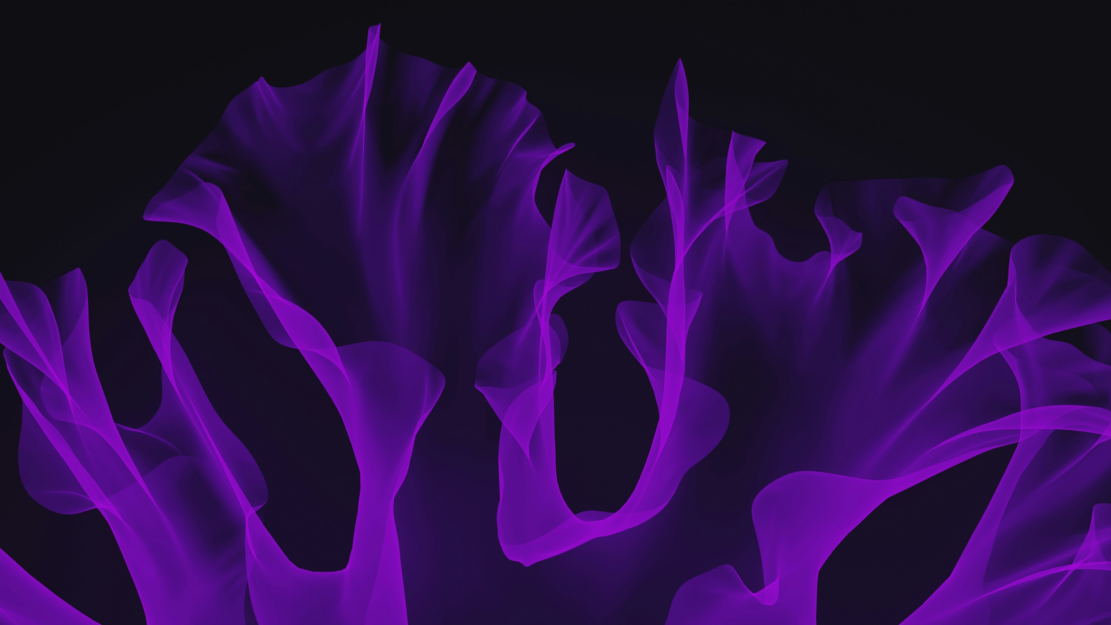a close up of a purple flower on a black background